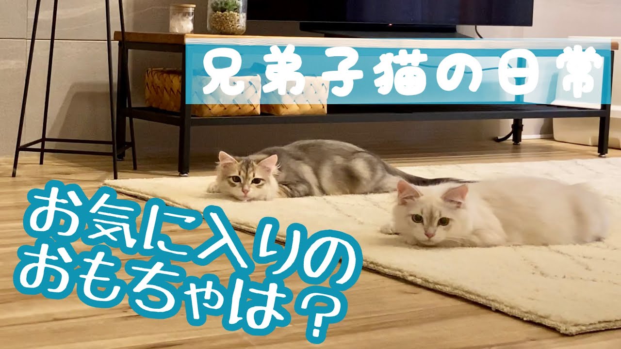 子猫はどんなおもちゃがお気に入り？サイベリアン子猫との暮らし