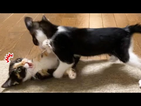 急に飛びつかれてビックリする子猫