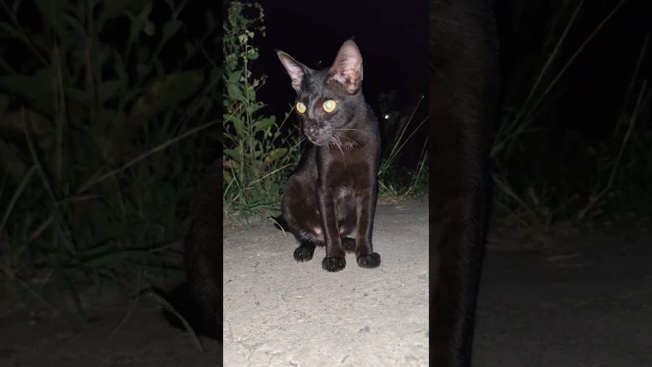 Black cat #shots #shortvideo #cats #animals