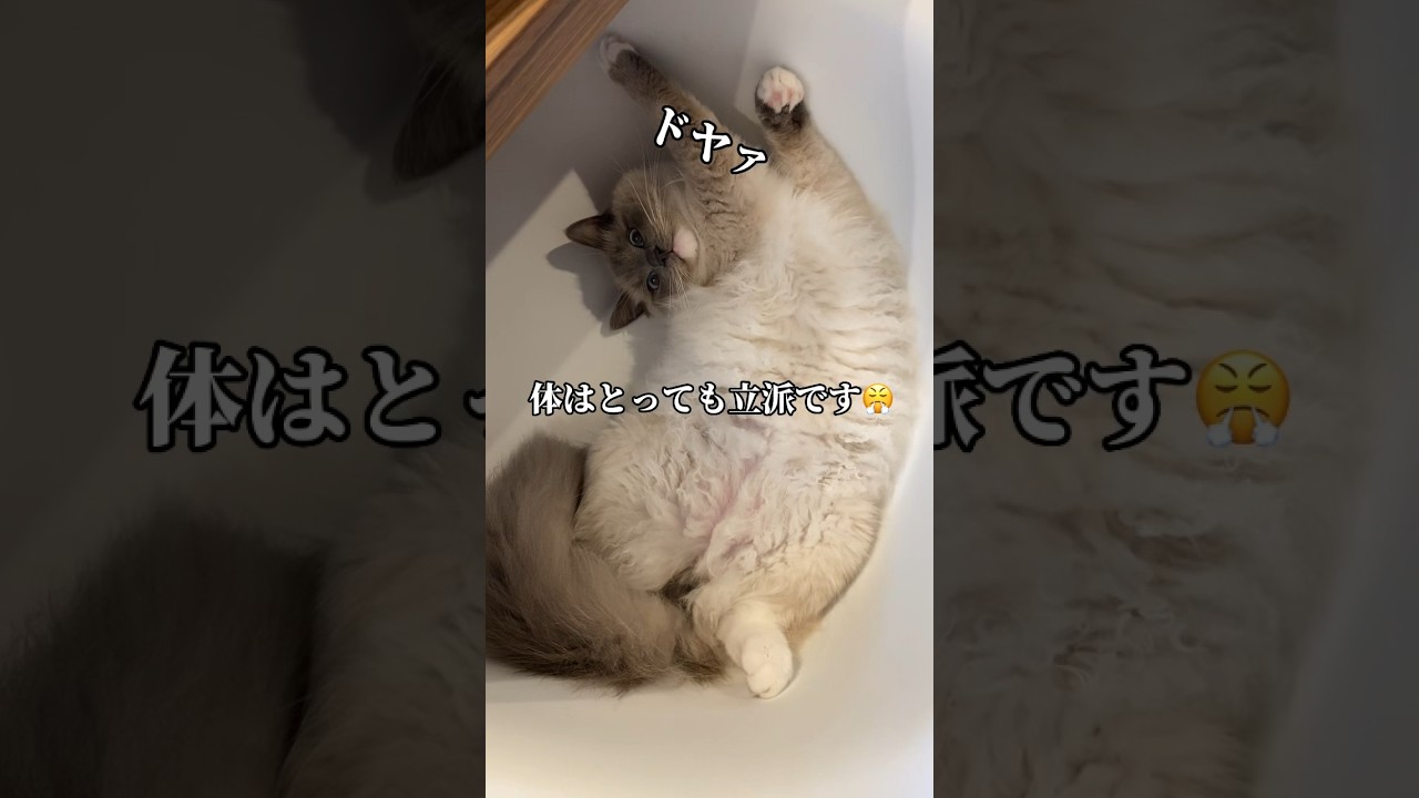 【ラグドール】かわいいお顔に大きな体 #猫 #ねこ #ねこのいる生活 #ラグドール #ragdollcat #猫動画 #shorts #猫のいる暮らし #고양이 #cat #大型猫 #かわいい