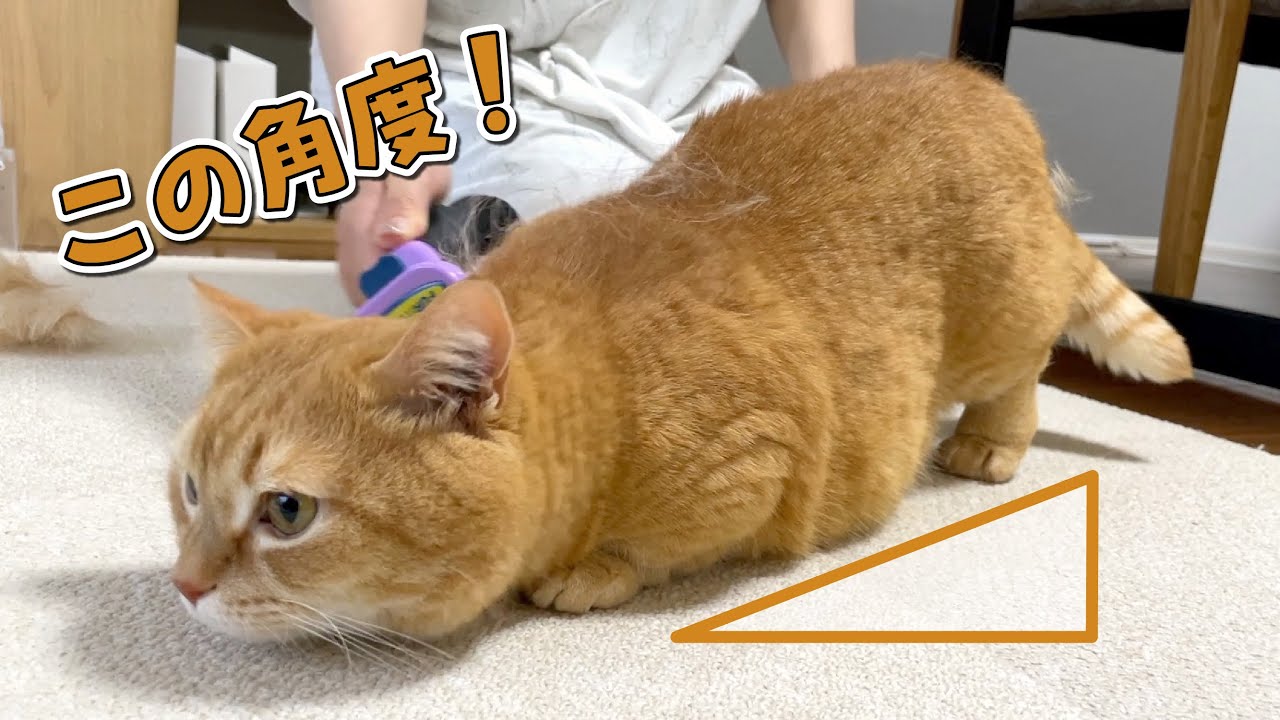 ブラッシングされる姿勢がプロ並みの兄猫と、困った弟猫！