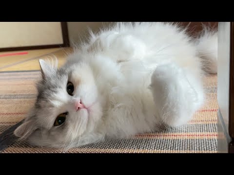 食欲不振で悩んでます…【スコティッシュフォールド】