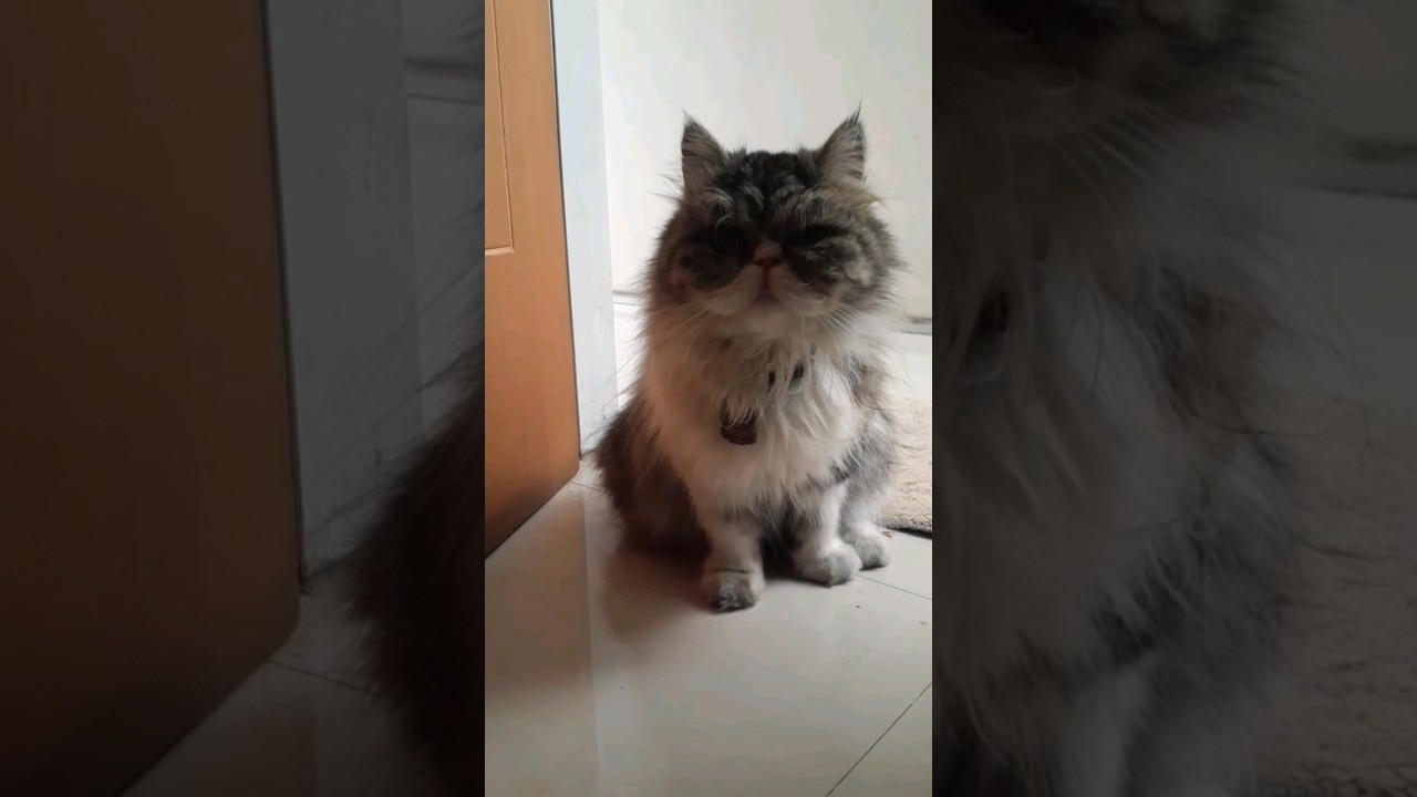 Random of JoRa #shorts #pets #trending #cat #foryoupage