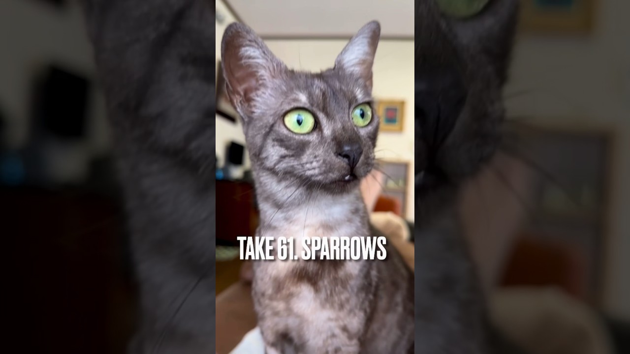 #雀のさえずり が気になる #猫 にゃ😸#真剣な猫 #美猫 #エジプシャンマウ #shorts