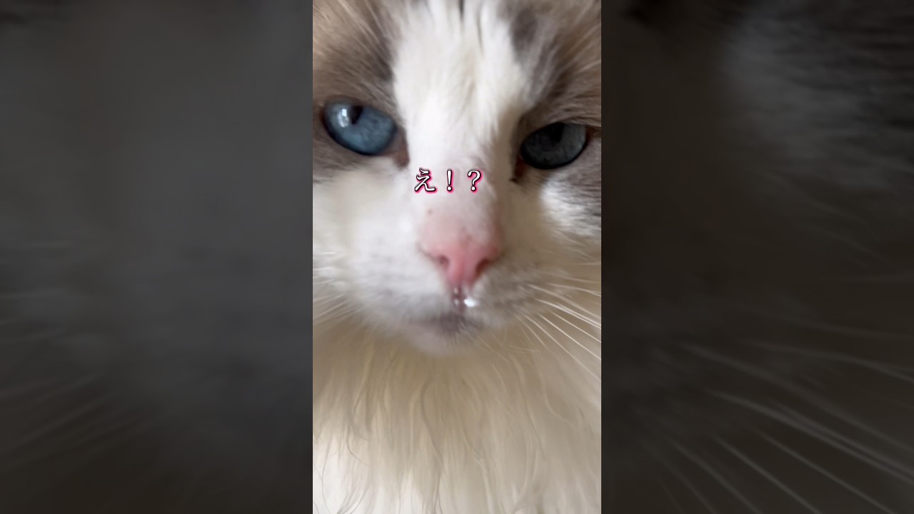 【ラグドール】水も滴る良いオンナ猫、はにゅー　#猫 #cat #shorts