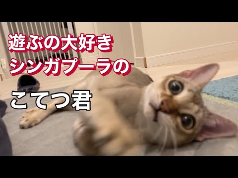 シンガプーラ 遊ぶの大好き「こてつ君」