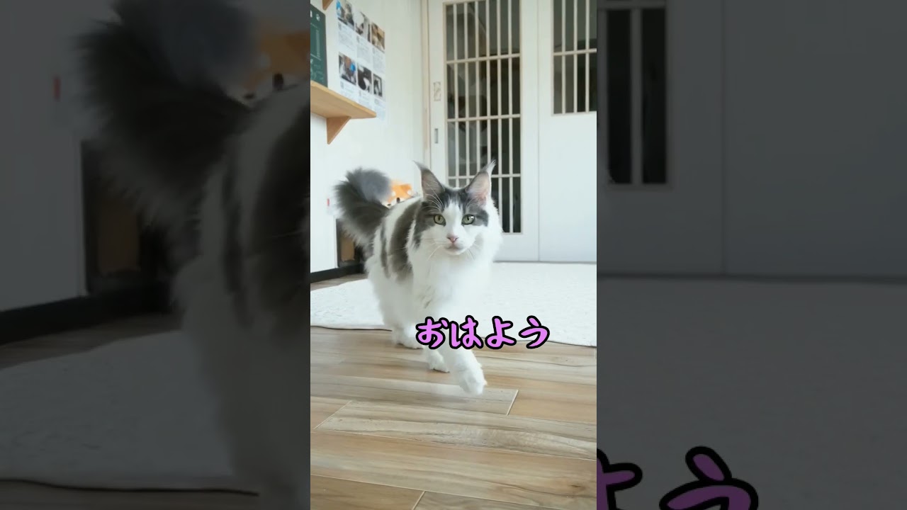 6/17出勤風景【メインクーン 】 #猫動画おもしろい #可愛い猫