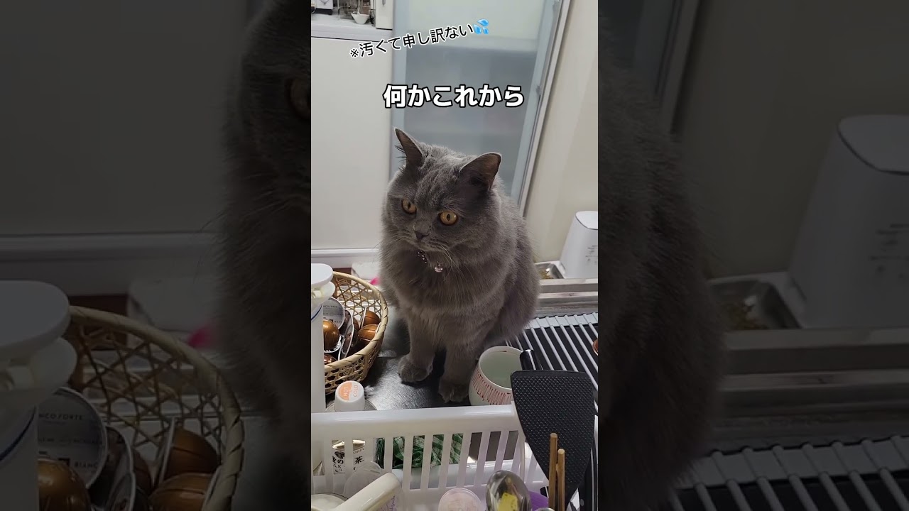 食べ物を物色中に見つかったら…【サイベリアン・キキのKIKICHANNEL】#shorts #サイベリアン #猫