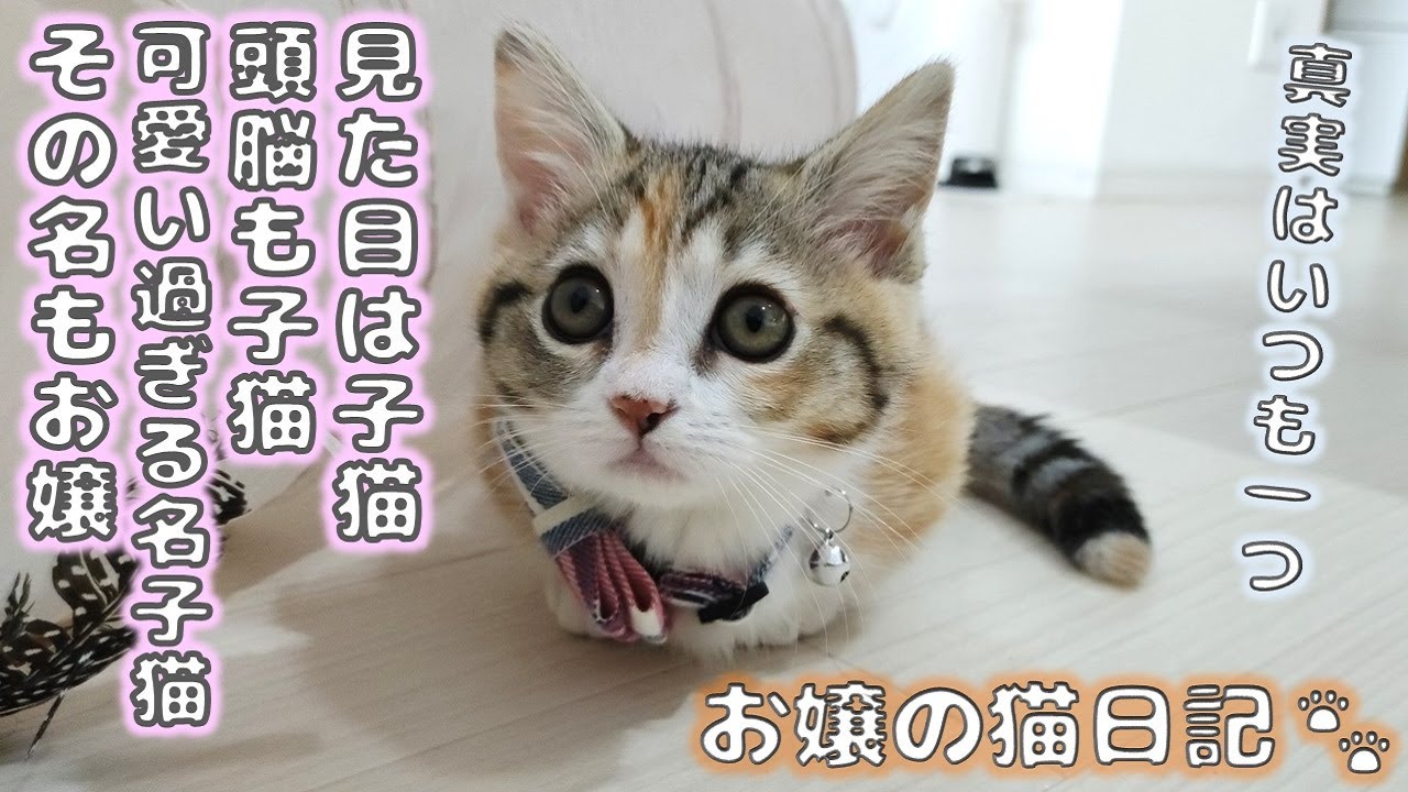見た目は子猫頭脳も子猫可愛すぎる名子猫その名もOJO【お嬢の猫日記 / OJO- CAT DAILY】