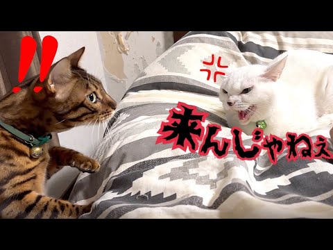 先住ボス猫のオヤツを果敢に奪いに行くも速攻で怖気づくうちの猫