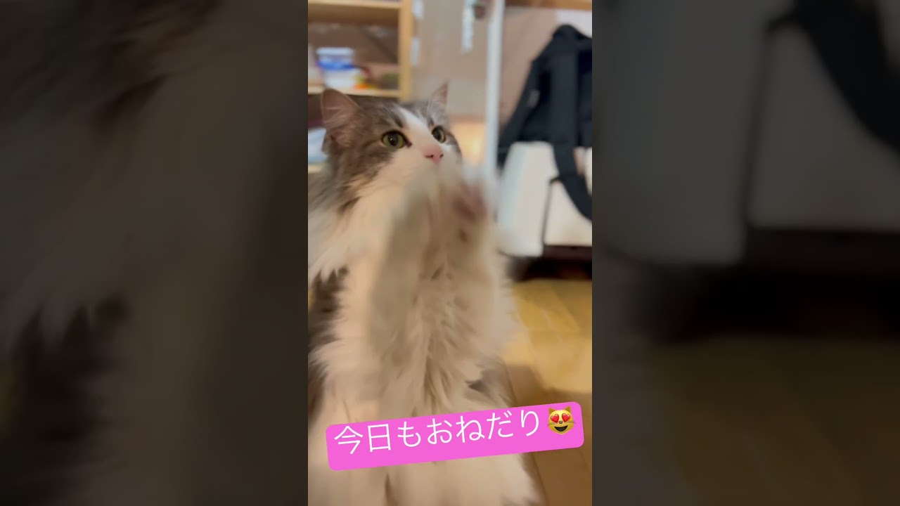 今日もおねだり😻#shorts #ノルウェージャンフォレストキャット