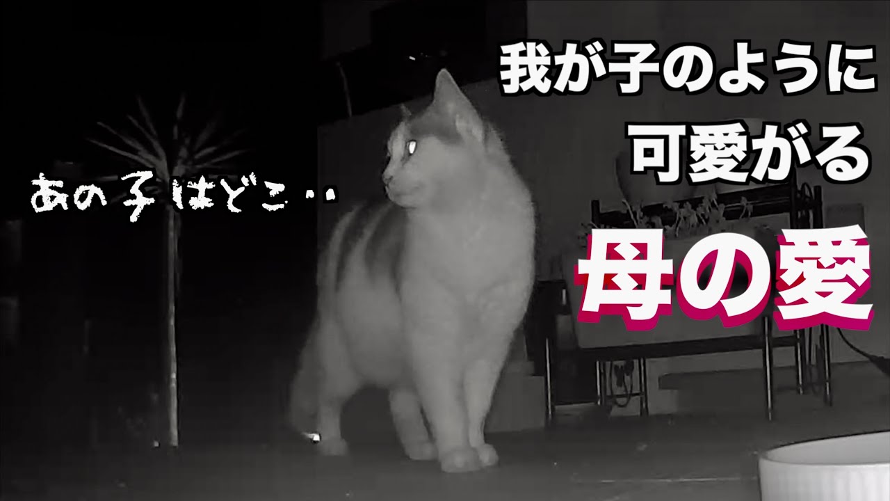 はぐれた子猫の姿が見当たらず探す猫