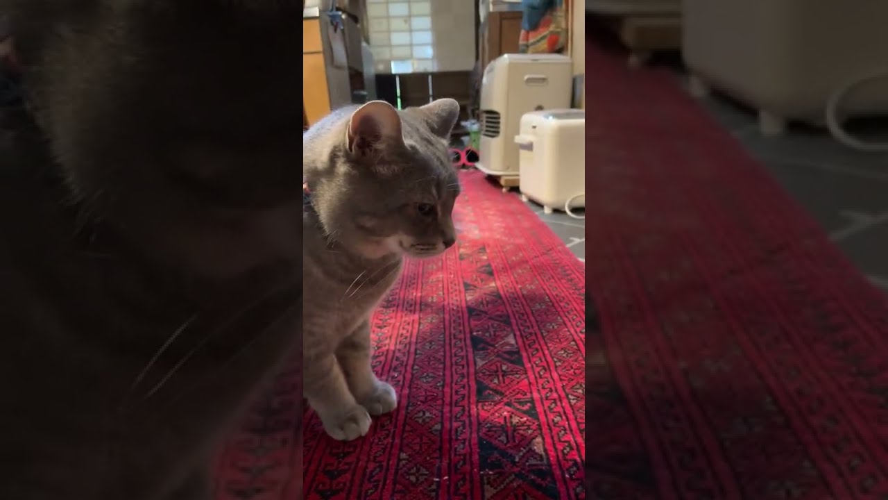 #風の猫　曇り空の１日..　外に出てもすぐに戻って来て..　おばあちゃんに声をかける猫…　#shorts