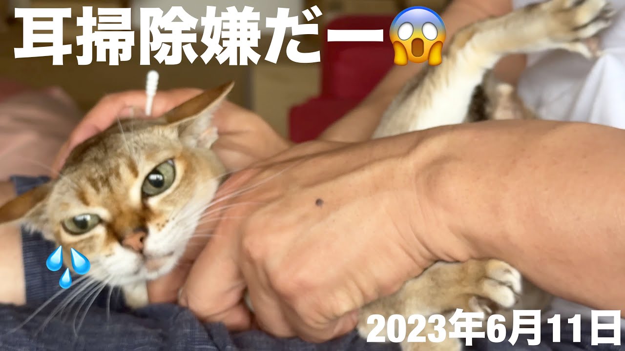 何度やっても耳掃除はキライ⁉️シンガプーラ「もも」：2023.06.11  #耳掃除 #シンガプーラ #猫