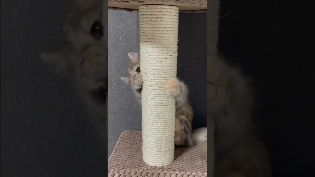 恥ずかしがり屋な子猫　#猫 #ねこ #ねこのいる生活 #ねこ部 #キンカロー #アメリカンカール #アメリカンカール #マンチカン #cat #cats #多頭飼い #子猫 #癒し