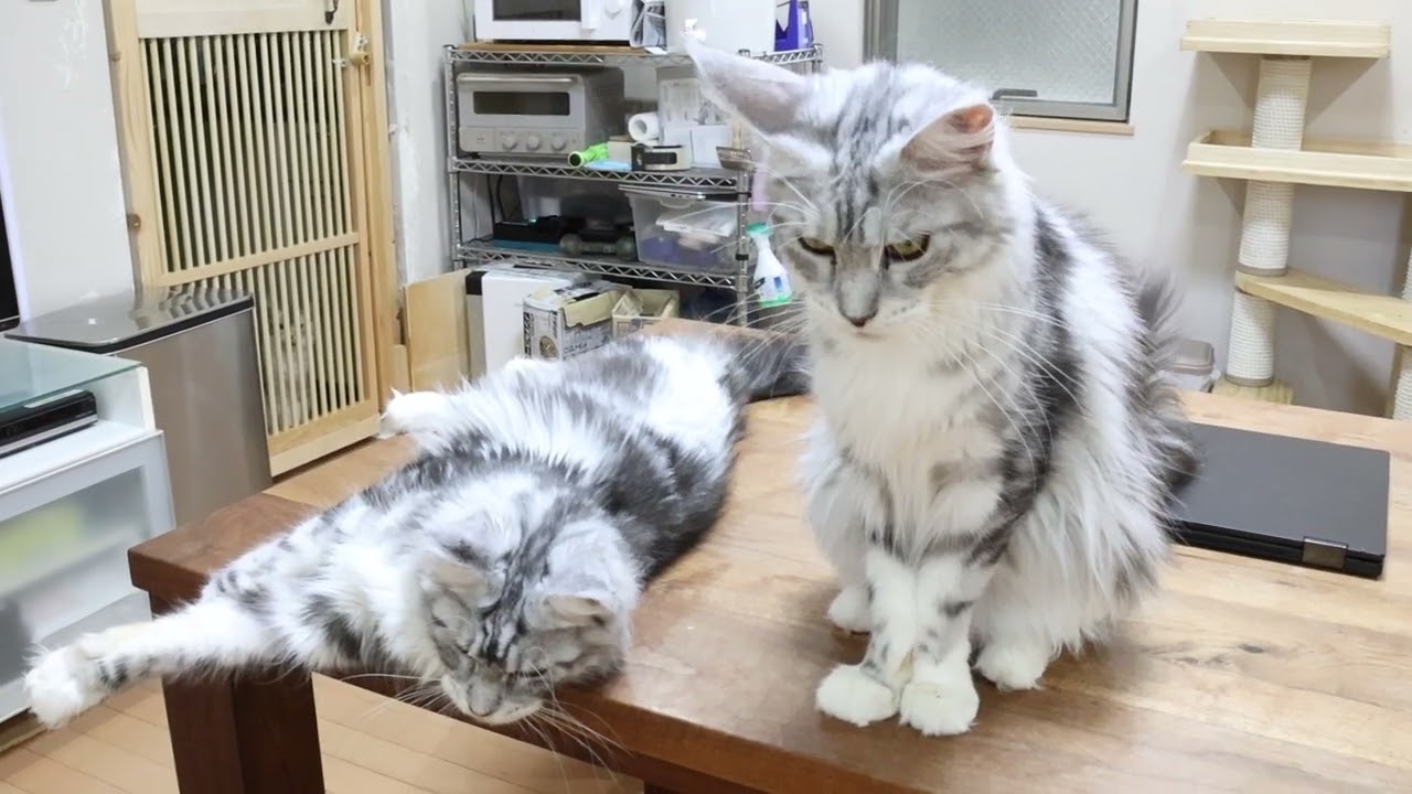 シルバーのメインクーン姉妹