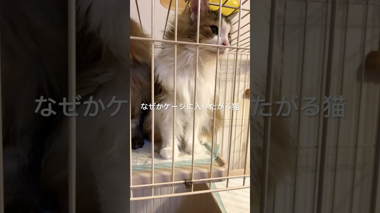 ケージはいつも出入り自由#cats #ノルウェージャンフォレストキャット #猫 #猫動画 #cat #大型猫 #shortsvideo #猫との暮らし #かわいい猫 #かわいい #shorts