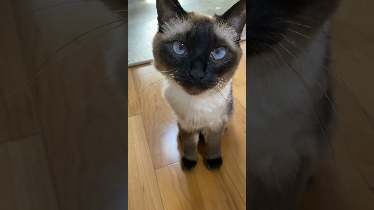 【2023.06.08】今日のシャム猫のふくさん（音無し）【たぬき猫】 #shorts