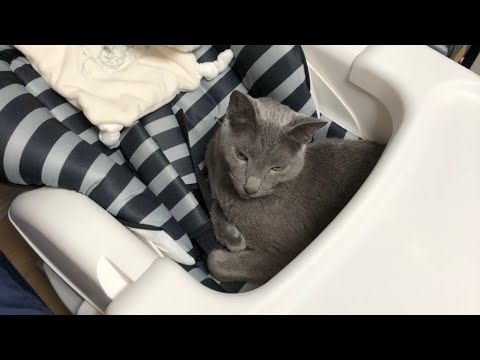 【ロシアンブルー】赤ちゃんの物は俺(おみい)の物　#Shorts