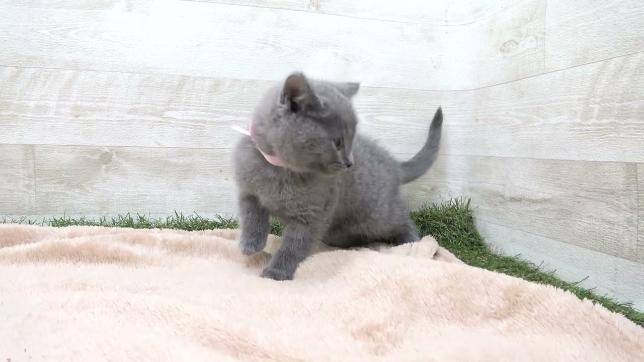 00581350 シャルトリュー