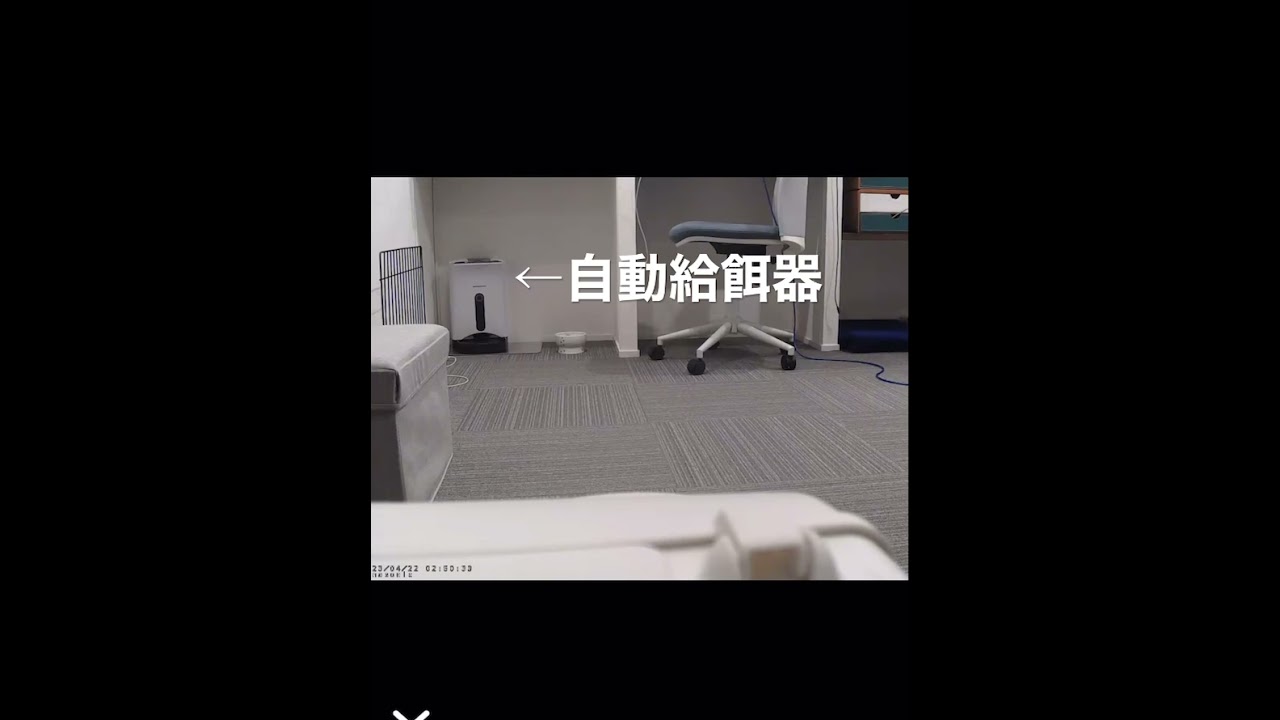 自動給餌器から自力で餌出すやつ #マンチカン #shorts