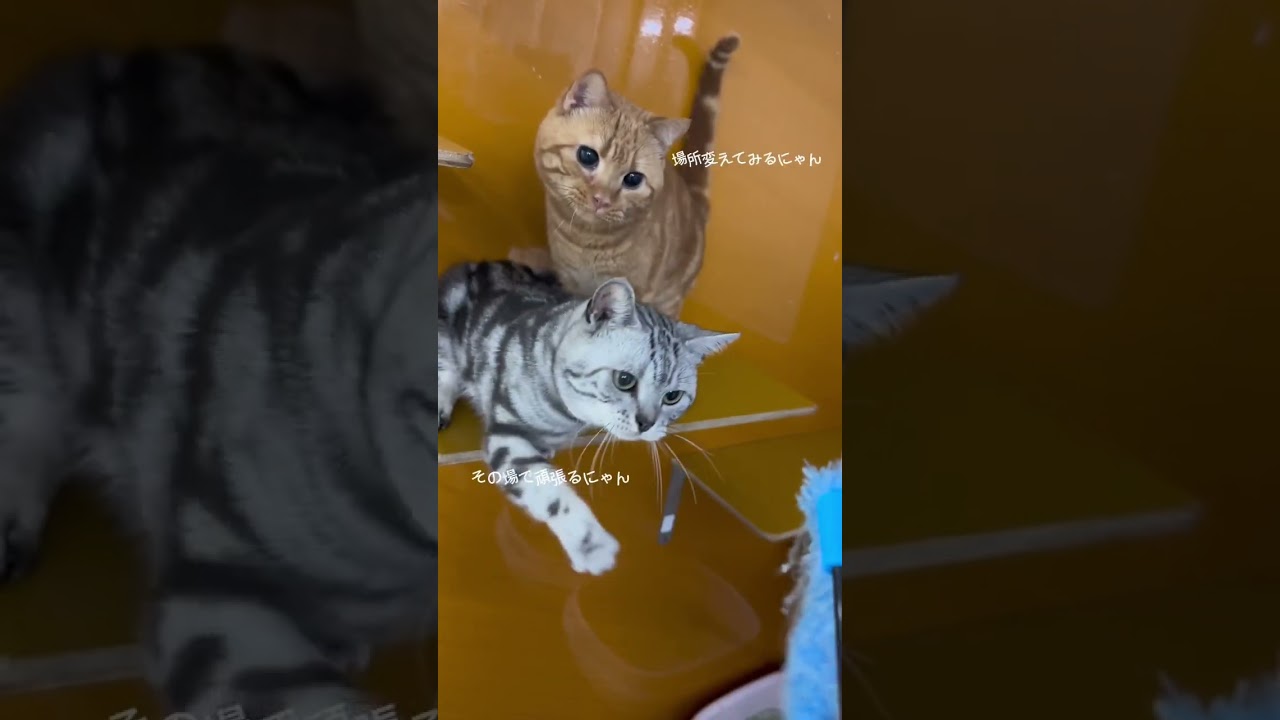 それぞれ #アメリカンショートヘア #アメショ #猫 #ねこ動画 #ねこ部 #ねこかわいい #猫好きさんと繋がりたい #猫のいる暮らし #猫動画 #猫好き #ペットモデル大募集 #shorts
