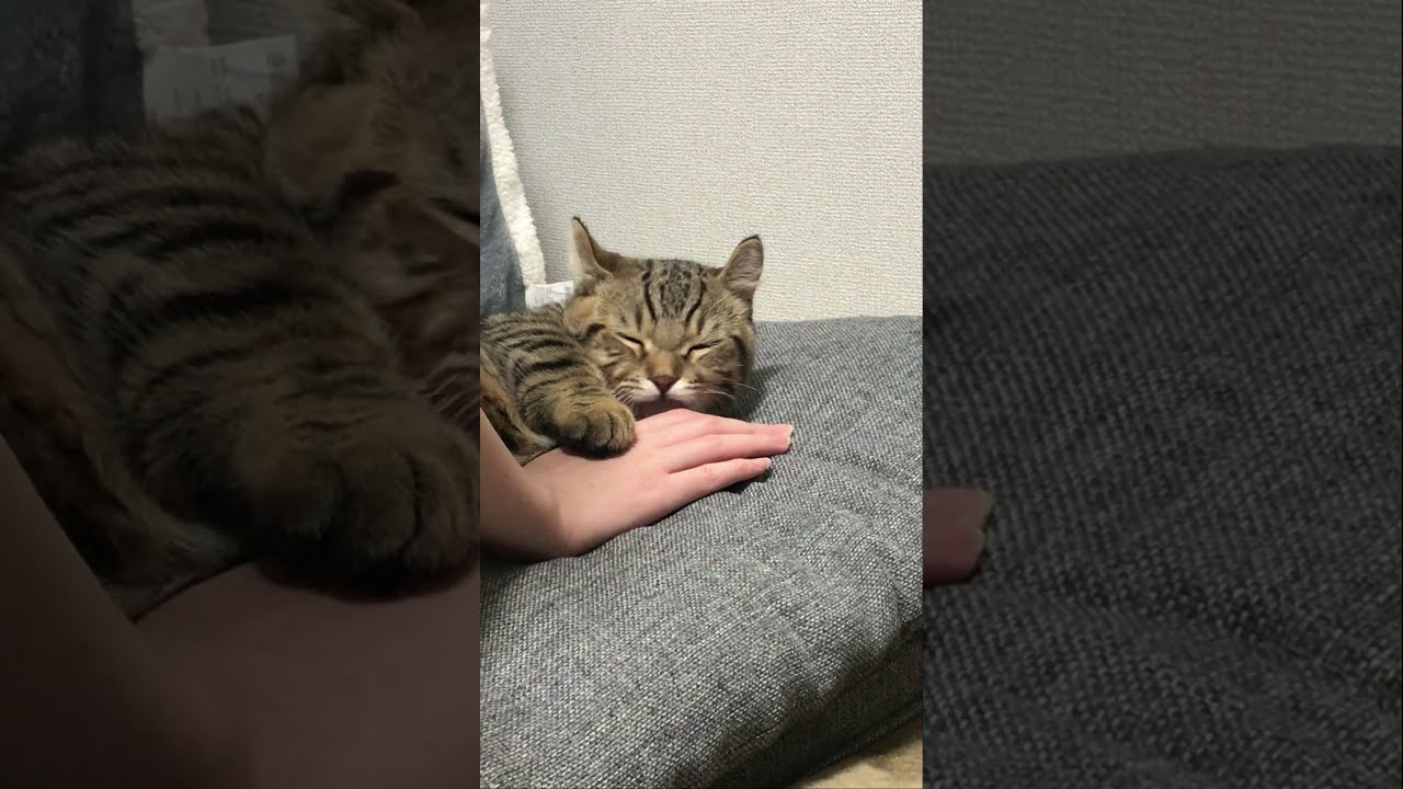 飼い主の手が大好きな子猫のキンカローが可愛すぎた　マンチカン×アメリカンカール　#Shorts