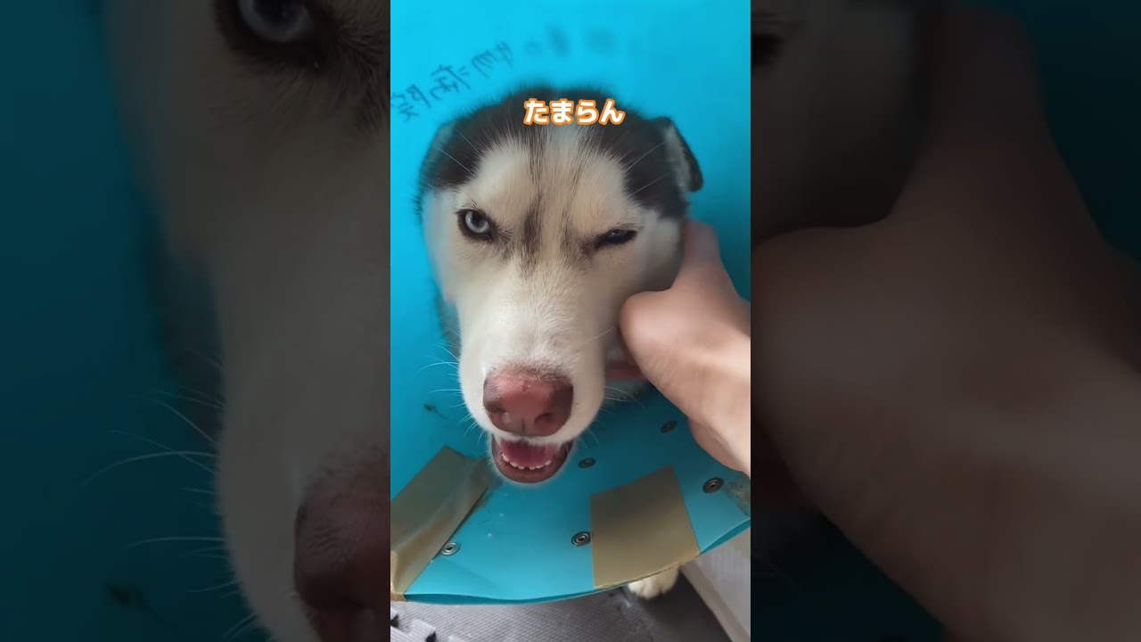 なでられるとお耳がスコティッシュフォールドになってしまうハスキー #shorts #siberianhusky