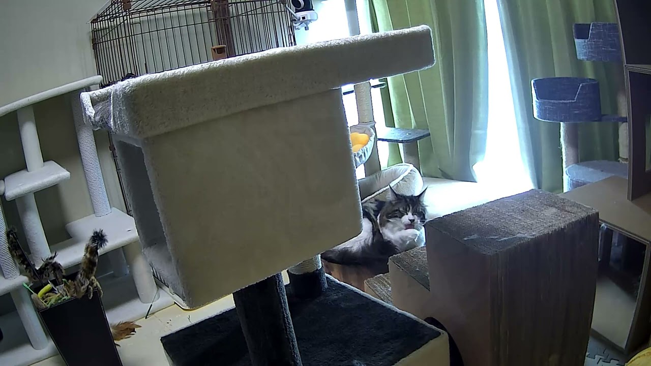 留守番中の猫たち【ラグドールメインクーン】ある日の猫c230