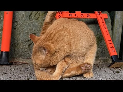 【伏見稲荷】セクシーポーズで毛繕いする茶トラ猫チャコ　Sexy grooming brown cat