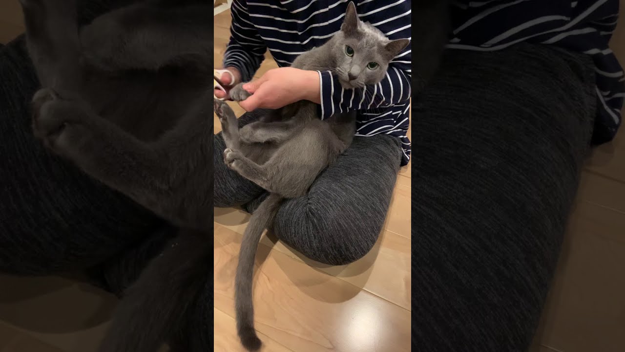 【ロシアンブルー】爪切りイヤッ　#Shorts