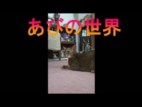 ネコ動画あび＃1631　あびの毎日　アビシニアン　あび