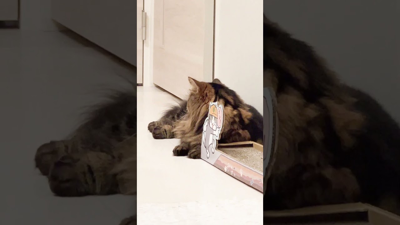 まったりしてるのを見てるだけで癒し【マンチカンのアーサー】 #Shorts