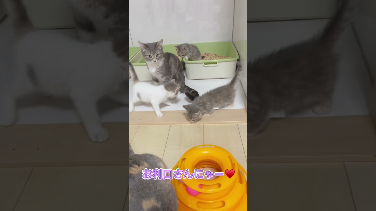 短足マンチカンちゃん部屋んぽ♥️ 【お問合せ詳細は説明欄に記載あります】 #マンチカン #子猫 #ブリーダー直販 #猫 #猫のいる暮らし #ミヌエット #子猫販売 #ラパーマ #スクーカム #猫動画