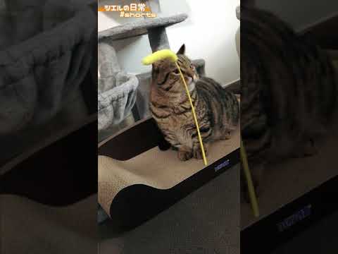 大きい爪とぎベッドを購入　#Shorts