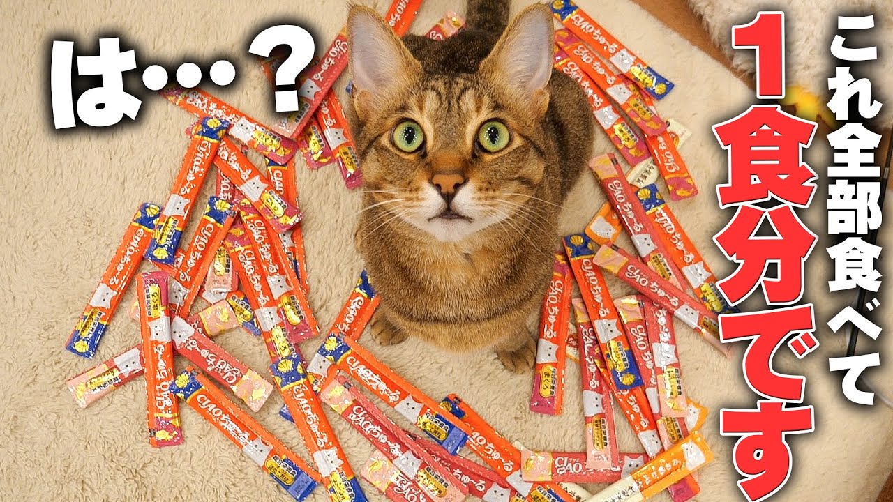 【1日5000円】猫の食費で我が家が破産するかもしれません。