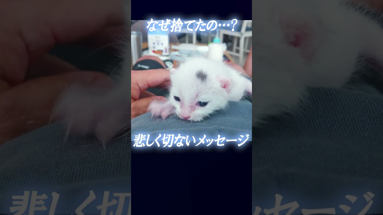 助けて‼生きようと頑張った子猫…命のメッセージ