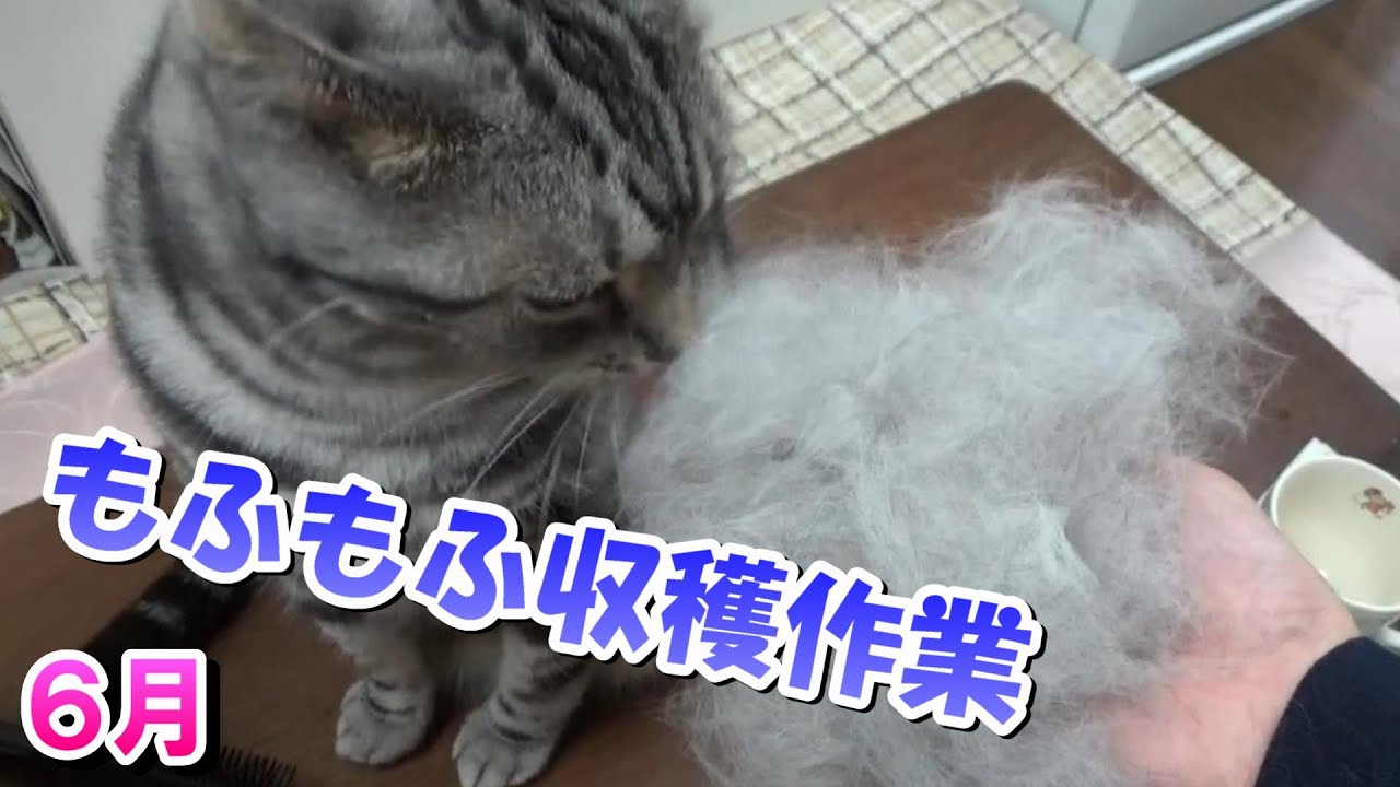 ６月のもふもふ収穫作業　猫のブラッシング（アメリカンショートヘア）