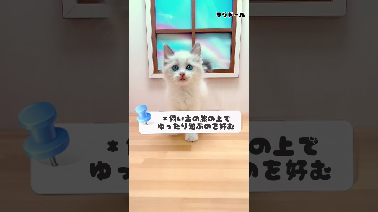 ワンちゃん・ネコちゃん紹介【ラグドール】