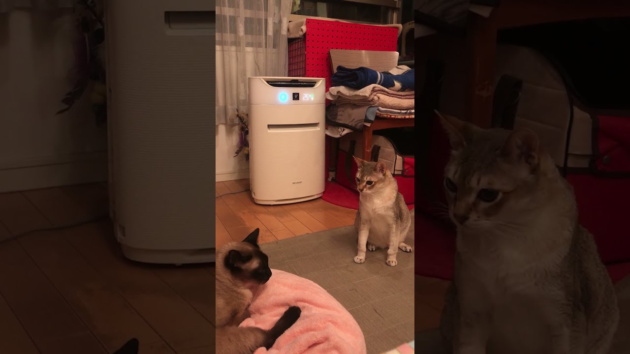 たぬき猫をペロペロするのを思いとどまるシンガプーラなのにゃ♪