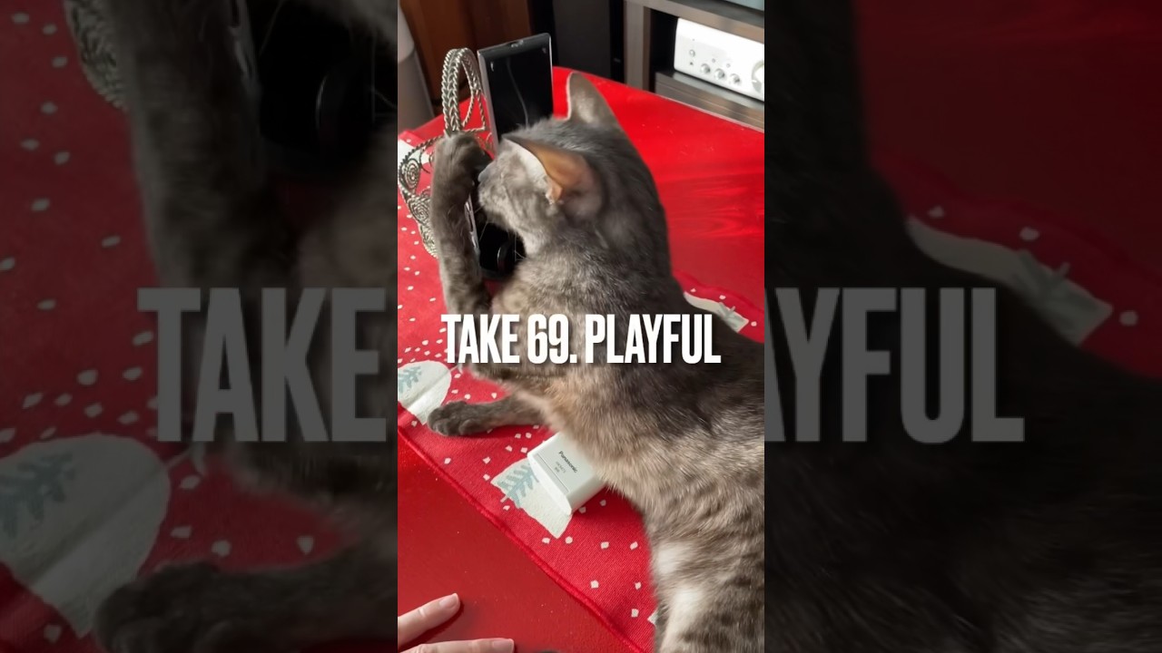 #いたずら 好きでしょうがない#猫 にゃ #リモコン ガジガジ #ねこのいる生活 #エジプシャンマウ #playingcat #shorts