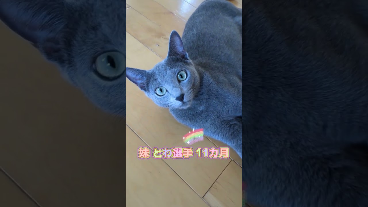 シンクロする兄妹猫🐈‍⬛💗  #ロシアンブルー #russianblue #子猫