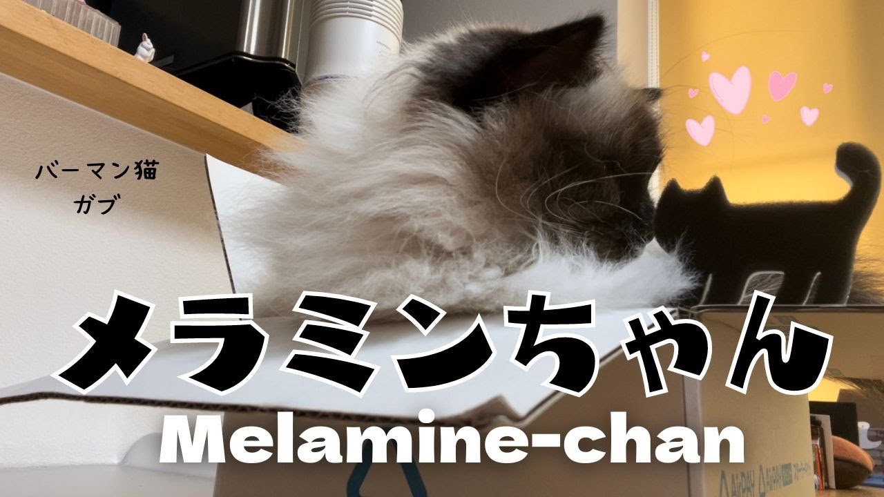 バーマン猫ガブとスポンジ猫【メラミンちゃん】Melamine-chan（バーマン猫）Birman/Cat