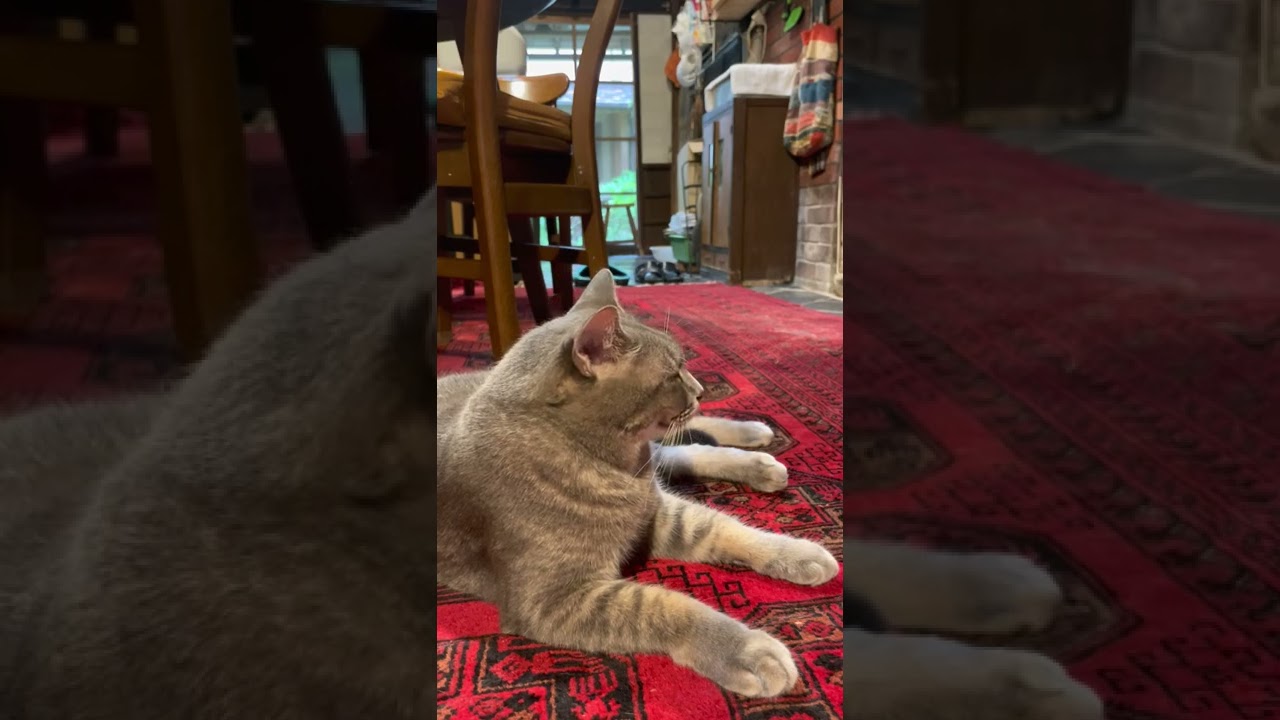 #風の猫　自分のことを話しているなとわかり..　落ちついている猫…　#shorts