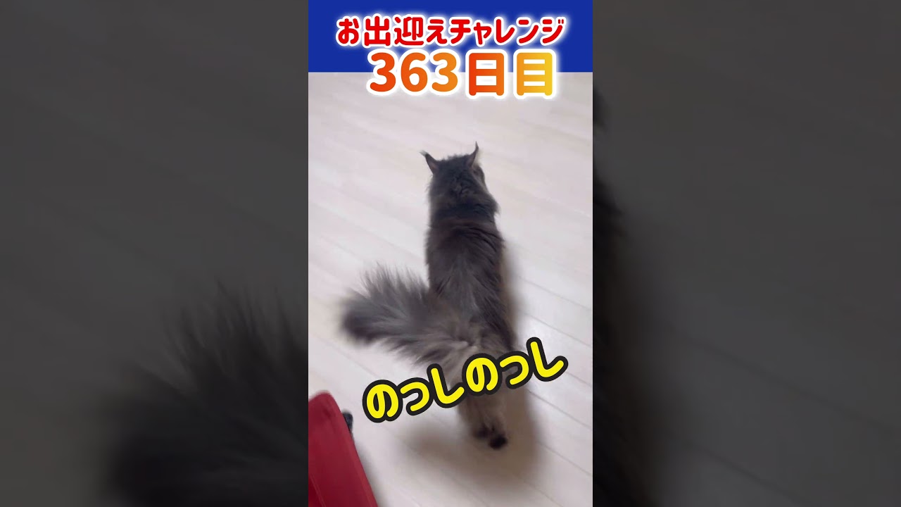 猫お出迎えチャレンジ363日目【メインクーン‘s】 #cat #かわいい #アリスさん
