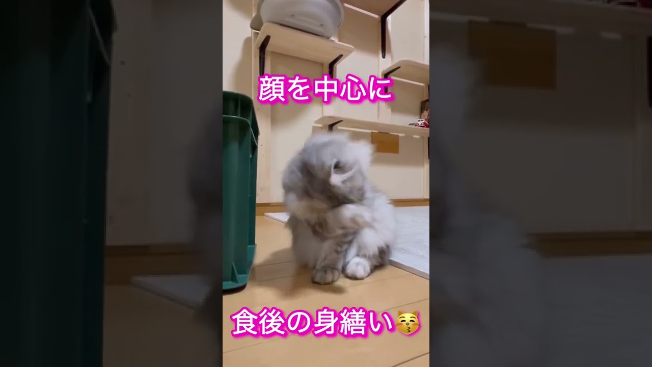 癒しのサイベリアン@琴音😽　#shorts