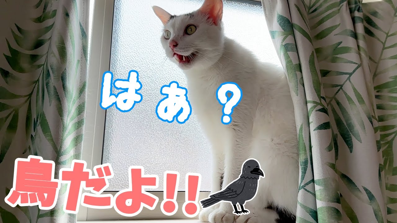 猫に鳥を見せようとしたら「はぁ？」と言われました…