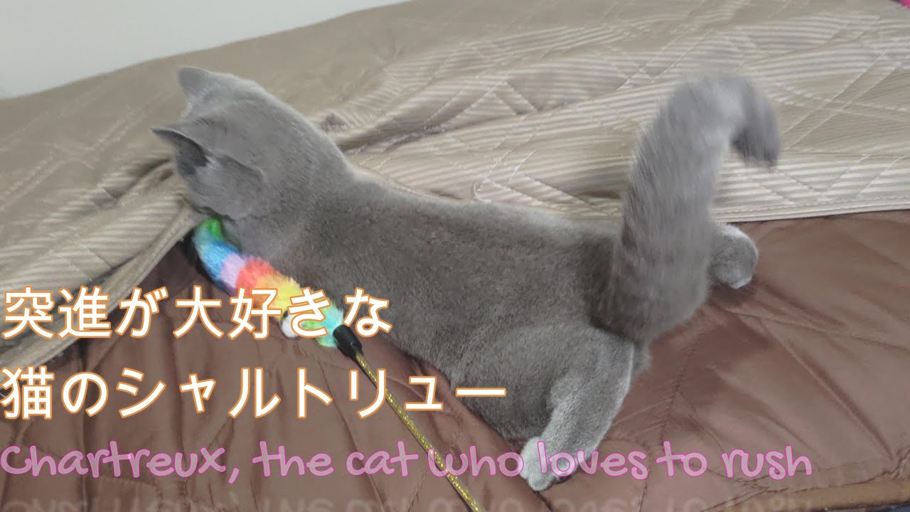 布団で突進するのが好きな猫のシャルトリュー