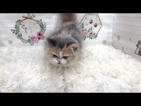 ペットショップcoo&riku No.626886 ラガマフィン