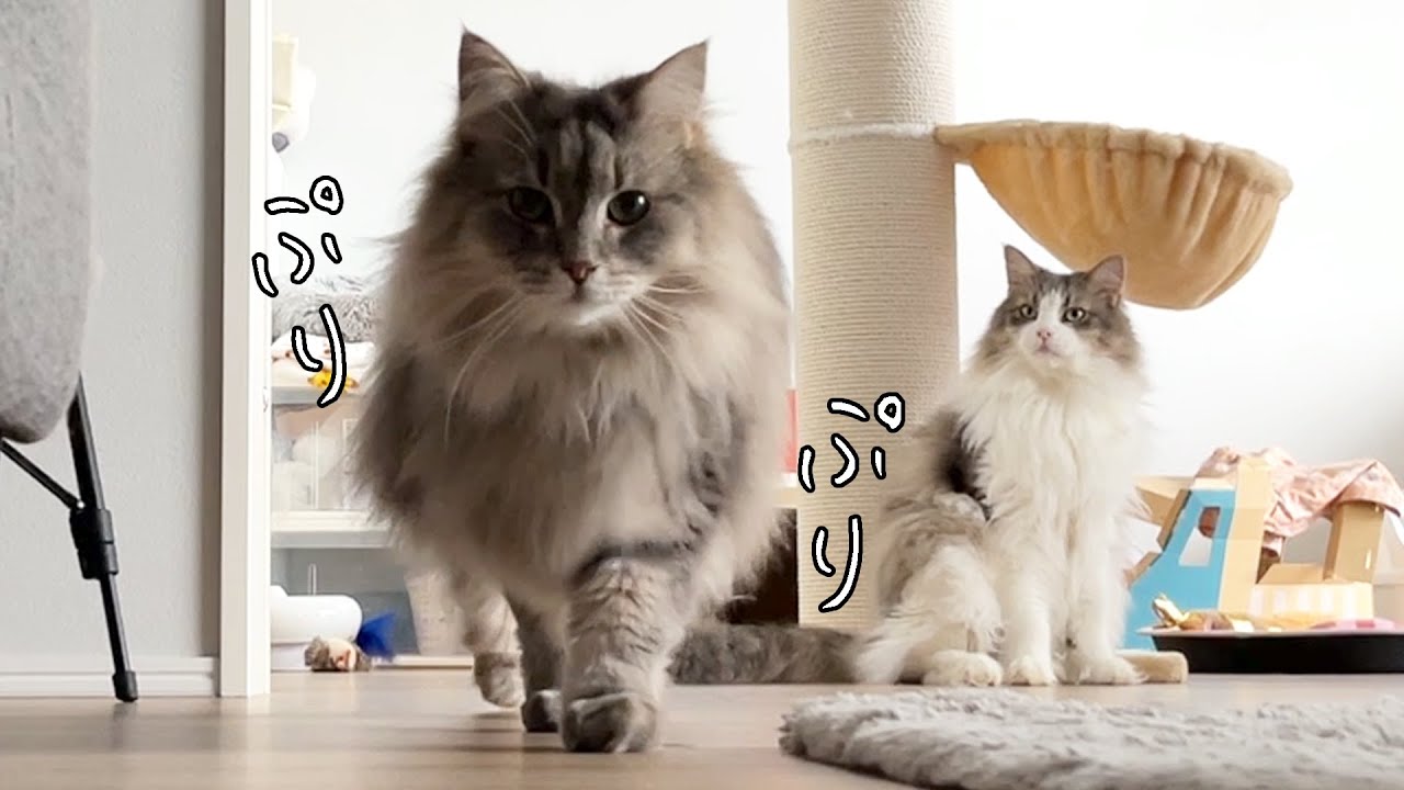 自慢の胸毛をぷりぷりさせて歩いてくる猫さんはこちらです。ノルウェージャンフォレストキャット